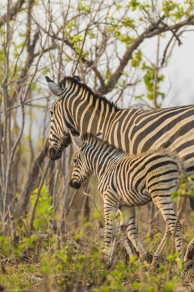 Picture of AFRICA, SOUTH AFRICA MOTHER AND JUVENILE ZEBRAS