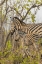 Picture of AFRICA, SOUTH AFRICA MOTHER AND JUVENILE ZEBRAS