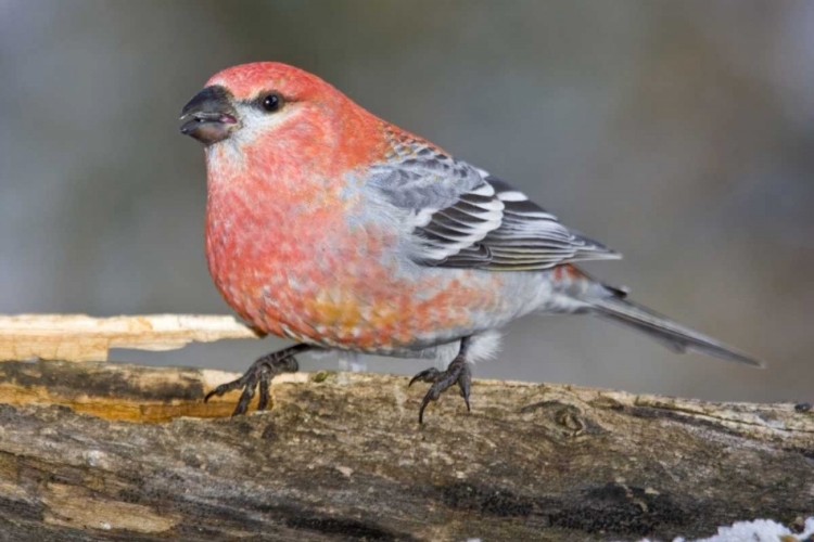 Picture of COLORADO, FRISCO MALE PINE GROSBEAK BIRD ON LOG