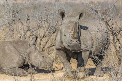 Picture of SOUTH AFRICA WHITE RHINOS IN A BARREN LANDSCAPE