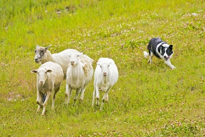 Picture of COLORADO, SUMMIT CO BORDER COLLIE HERDING SHEEP