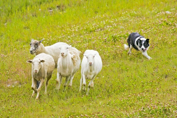 Picture of COLORADO, SUMMIT CO BORDER COLLIE HERDING SHEEP