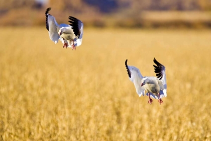 Picture of NEW MEXICO TWO SNOW GEESE LANDING IN CORN FIELD