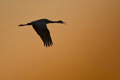 Picture of NEW MEXICO LONE SANDHILL GOOSE FLYING AT SUNSET