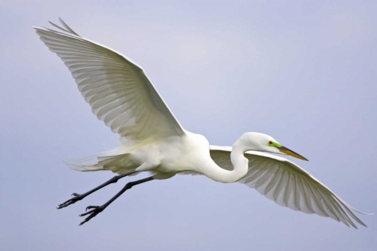 Picture of FL, VENICE GREAT EGRET FLYING AT VENICE ROOKERY