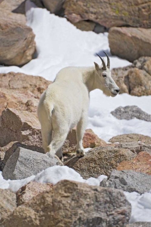 Picture of CO, MOUNT EVANS MOUNTAIN GOAT STANDING ON ROCKS