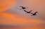 Picture of NEW MEXICO GREATER SANDHILL CRANES LEAVING NEST