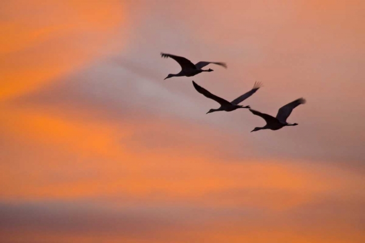 Picture of NEW MEXICO GREATER SANDHILL CRANES LEAVING NEST