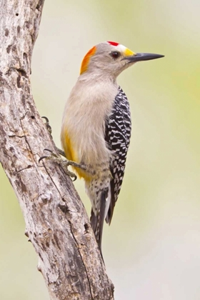 Picture of TX, MISSION GOLDEN-FRONTED WOODPECKER ON BRANCH