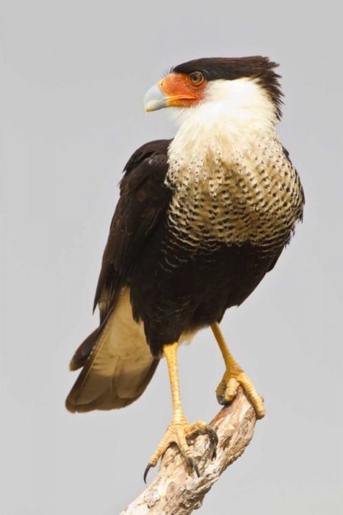 Picture of TX, MISSION CRESTED CARACARA STANDING ON BRANCH