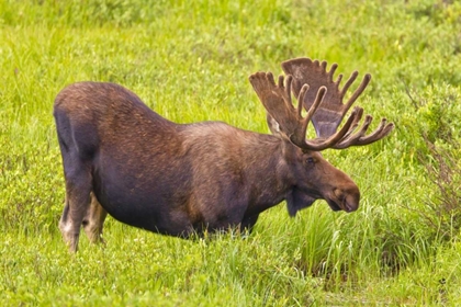 Picture of CO, CAMERON PASS BULL MOOSE WITH VELVET ANTLERS