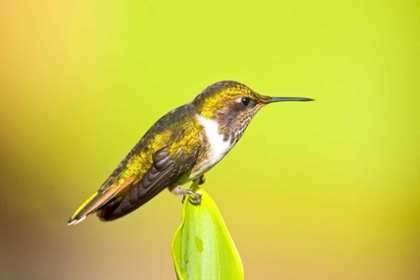 Picture of COSTA RICA, RIO SAVEGRE SCINTILLANT HUMMINGBIRD