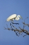 Picture of TX, HIGH ISLAND GREAT EGRET IN BREEDING PLUMAGE