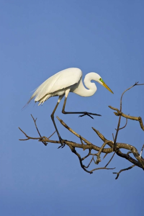Picture of TX, HIGH ISLAND GREAT EGRET IN BREEDING PLUMAGE