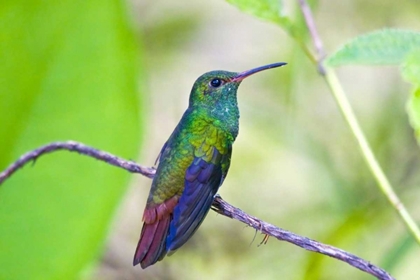 Picture of COSTA RICA, SARAPIQUI RUFOUS-TAILED HUMMINGBIRD