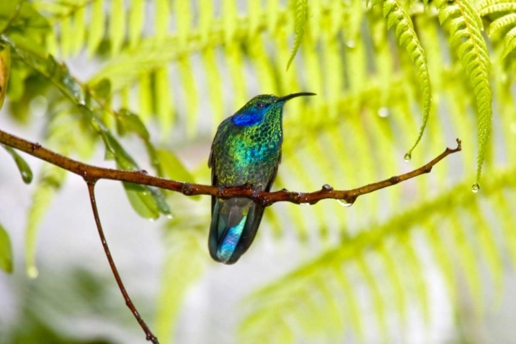 Picture of COSTA RICA GREEN VIOLET-EAR HUMMINGBIRD ON LIMB