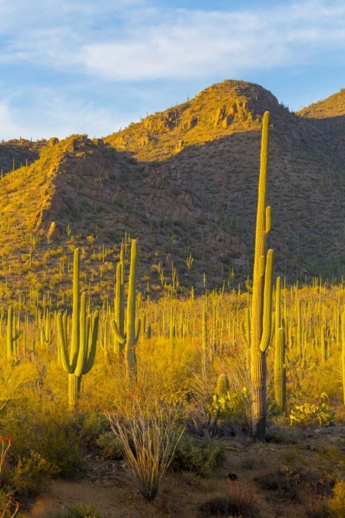 Picture of USA, ARIZONA, TUCSON DESERT SUNSET IN SAGUARO NP