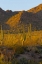 Picture of USA, ARIZONA, TUCSON DESERT SUNSET IN SAGUARO NP