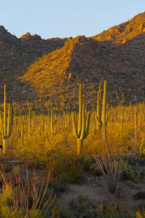 Picture of USA, ARIZONA, TUCSON DESERT SUNSET IN SAGUARO NP