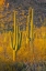 Picture of USA, ARIZONA, TUCSON DESERT SUNSET IN SAGUARO NP