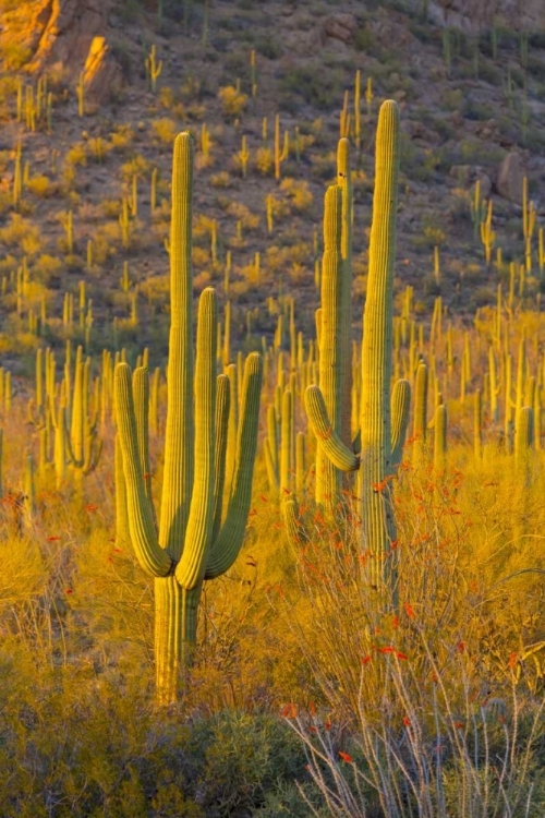 Picture of USA, ARIZONA, TUCSON DESERT SUNSET IN SAGUARO NP