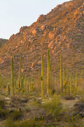 Picture of USA, ARIZONA, TUCSON DESERT SUNSET IN SAGUARO NP