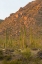 Picture of USA, ARIZONA, TUCSON DESERT SUNSET IN SAGUARO NP