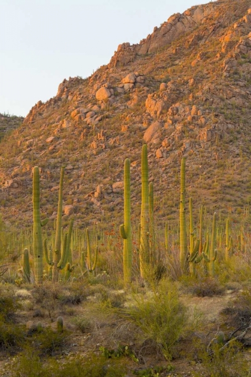 Picture of USA, ARIZONA, TUCSON DESERT SUNSET IN SAGUARO NP