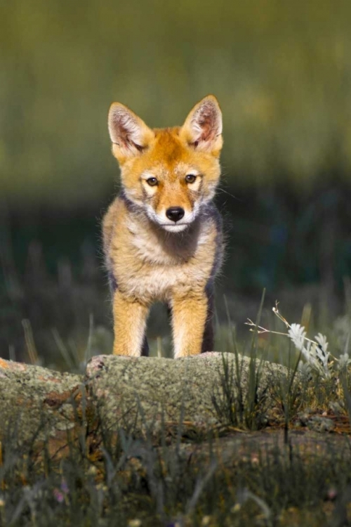 Picture of COLORADO, ROCKY MOUNTAIN NP CURIOUS YOUNG COYOTE