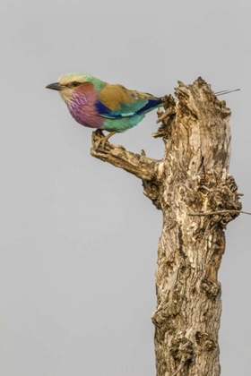 Picture of SOUTH AFRICA LILAC-BREASTED ROLLER BIRD ON STUMP