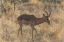 Picture of SOUTH NGALA PRIVATE GAME RESERVE IMPALA IN BRUSH
