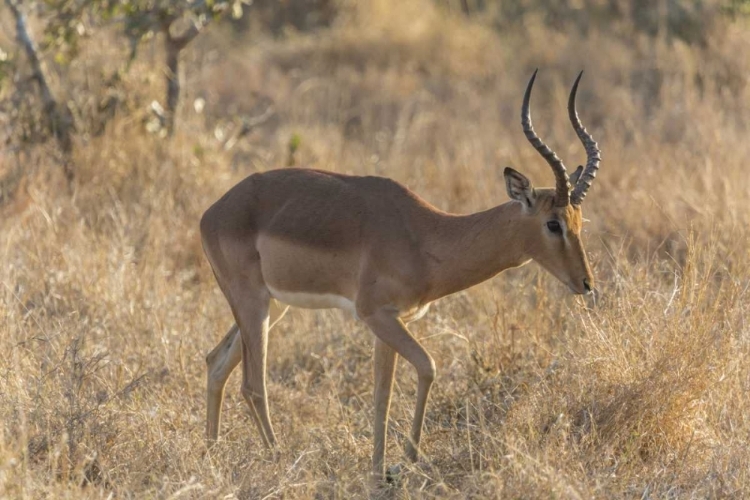 Picture of SOUTH NGALA PRIVATE GAME RESERVE IMPALA IN BRUSH