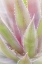 Picture of MEXICO, SAN MIGUEL DE ALLENDE YUCCA PLANT