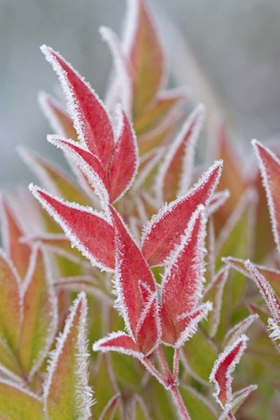 Picture of WASHINGTON, SEABECK FROST ON FALL FOLIAGE