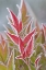 Picture of WASHINGTON, SEABECK FROST ON FALL FOLIAGE