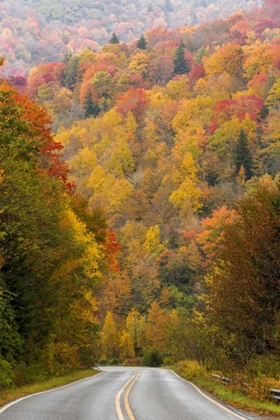 Picture of NORTH CAROLINA ROAD THROUGH AUTUMN FOREST