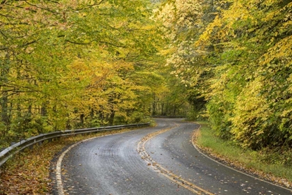 Picture of NORTH CAROLINA ROAD THROUGH AUTUMN FOREST