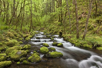 Picture of OREGON, COLUMBIA RIVER GORGE GORTON CREEK