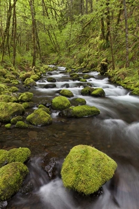 Picture of OREGON, COLUMBIA RIVER GORGE GORTON CREEK