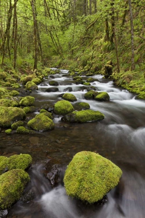 Picture of OREGON, COLUMBIA RIVER GORGE GORTON CREEK