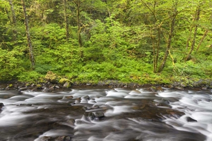 Picture of OREGON, COLUMBIA RIVER GORGE TANNER CREEK