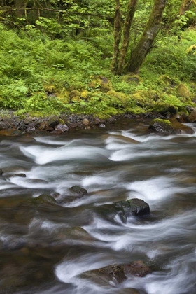 Picture of OREGON, COLUMBIA RIVER GORGE TANNER CREEK