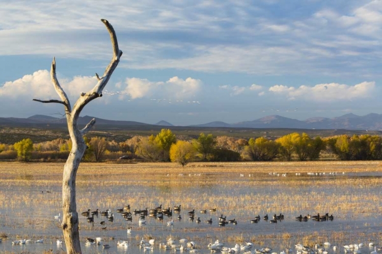 Picture of NEW MEXICO CANADA AND SNOW GEESE IN WATER