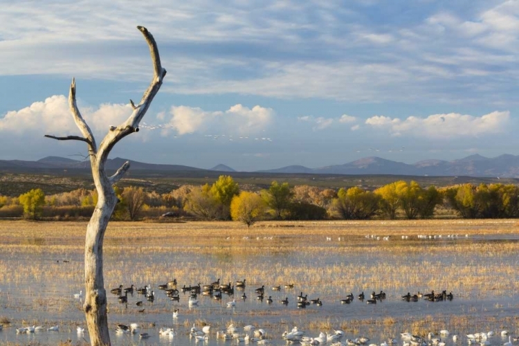 Picture of NEW MEXICO CANADA AND SNOW GEESE IN WATER