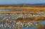 Picture of NEW MEXICO CANADA AND SNOW GEESE IN WATER