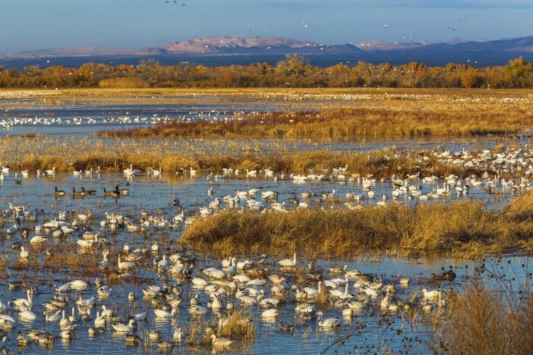 Picture of NEW MEXICO CANADA AND SNOW GEESE IN WATER