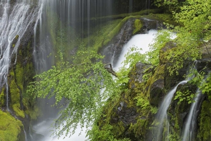 Picture of WASHINGTON SPRING PANTHER CREEK WATERFALL