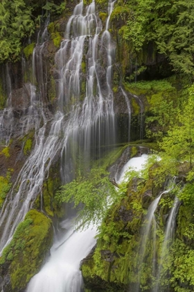 Picture of WASHINGTON SPRING PANTHER CREEK WATERFALL