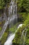 Picture of WASHINGTON SPRING PANTHER CREEK WATERFALL