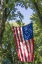 Picture of COLORADO, CRAWFORD FLAG BETWEEN TWO TREES